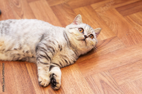 Funny little grey scottish cat lying on the floor