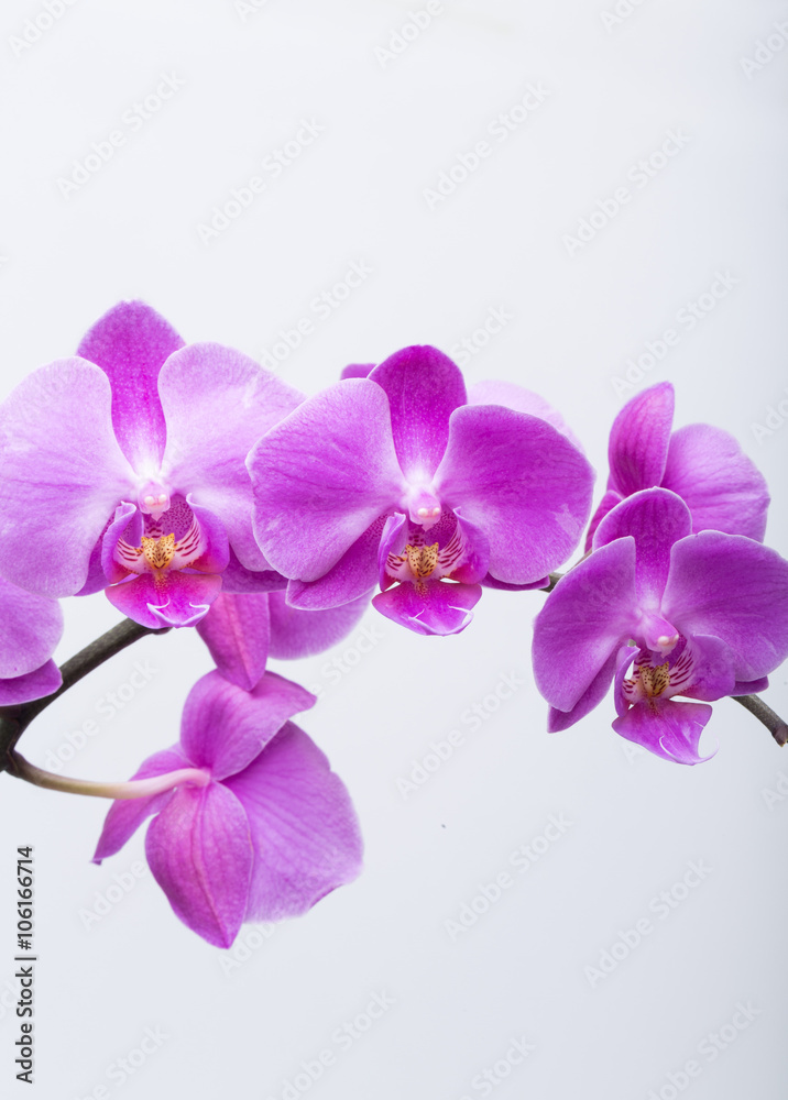 Pink streaked orchid flower, isolated on white background Pink streaked orchid flower, isolated on white background