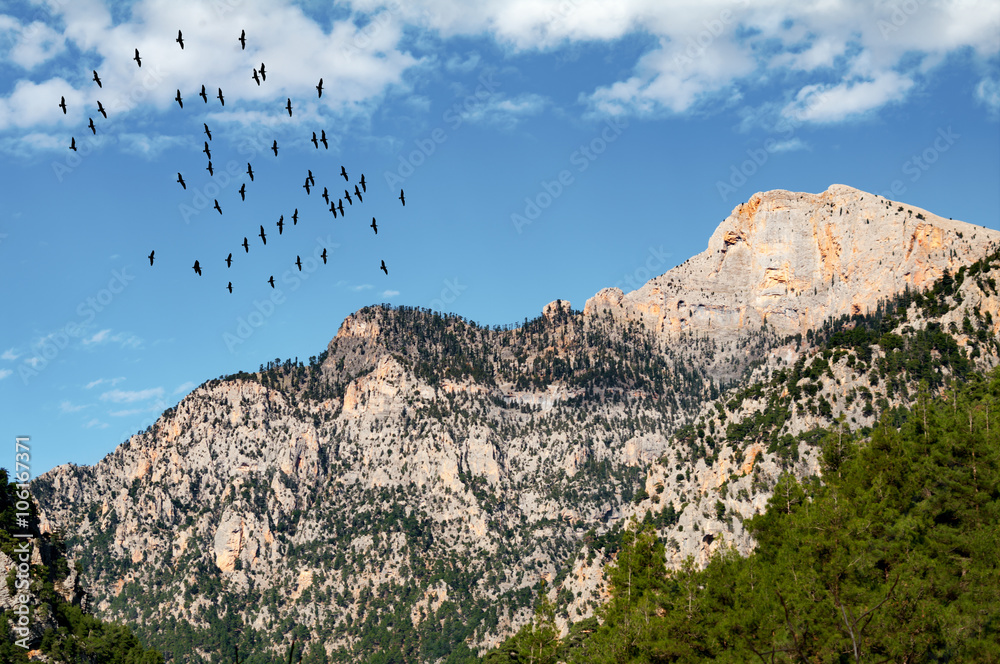 birds flying over the forest and mountain
