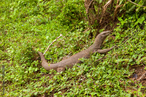 Monitor Lizard - Komodo dragon   in Yala National Park  Sri Lanka
