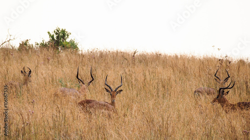 Impalas in the savanna grass