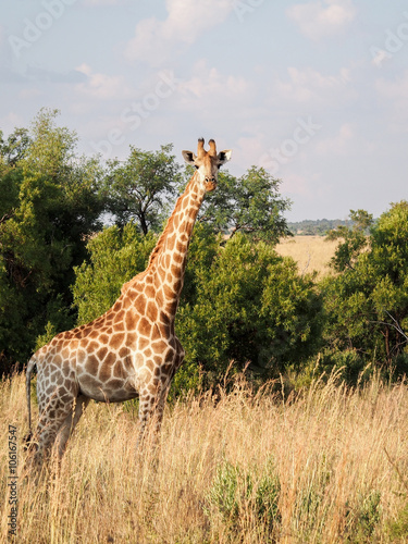 Giraffe looking at you