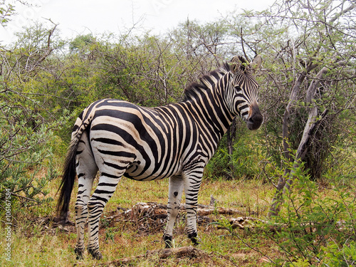 Zebra in the savanna looking