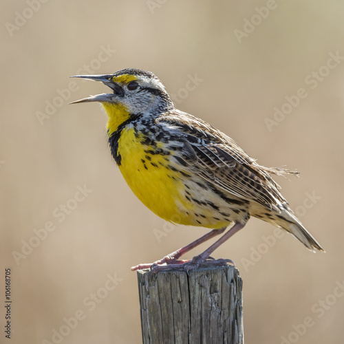 Eastern Meadowlark Singing From a Fence Post - Florida photo