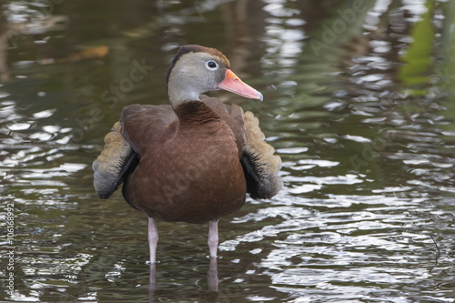 Black-bellied Whistling Duck Bathing in a Florida Swamp © Brian Lasenby