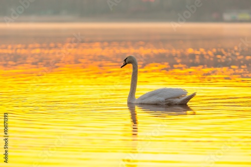 Swan swimming in lake in morning light