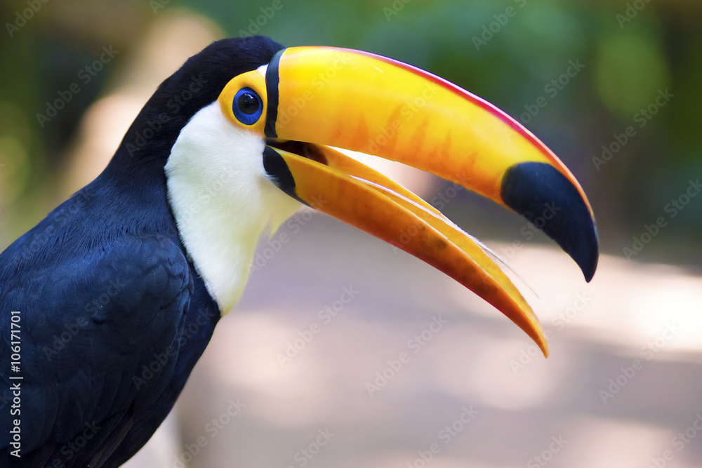 Exotic toucan bird in natural setting near Iguazu Falls, Foz do Iguacu, Brazil. Exotic toucan bird in natural setting near Iguazu Falls, Foz do Iguacu, Brazil.