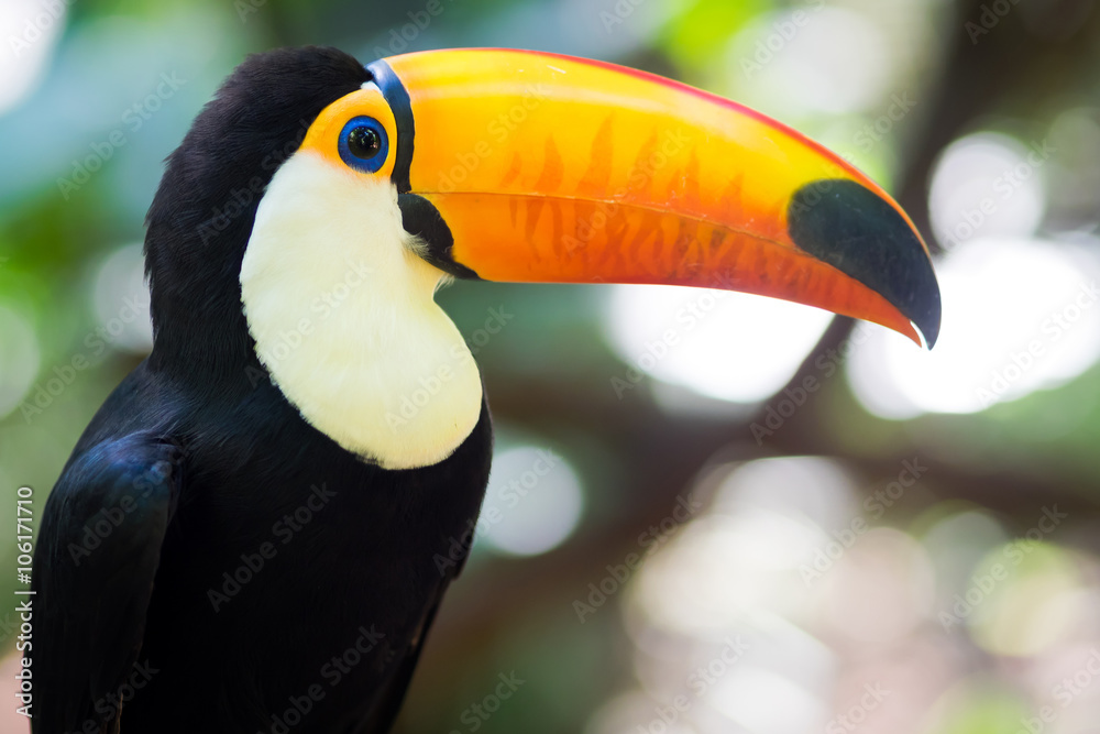 Exotic toucan bird in natural setting near Iguazu Falls, Foz do Iguacu, Brazil. Exotic toucan bird in natural setting near Iguazu Falls, Foz do Iguacu, Brazil.