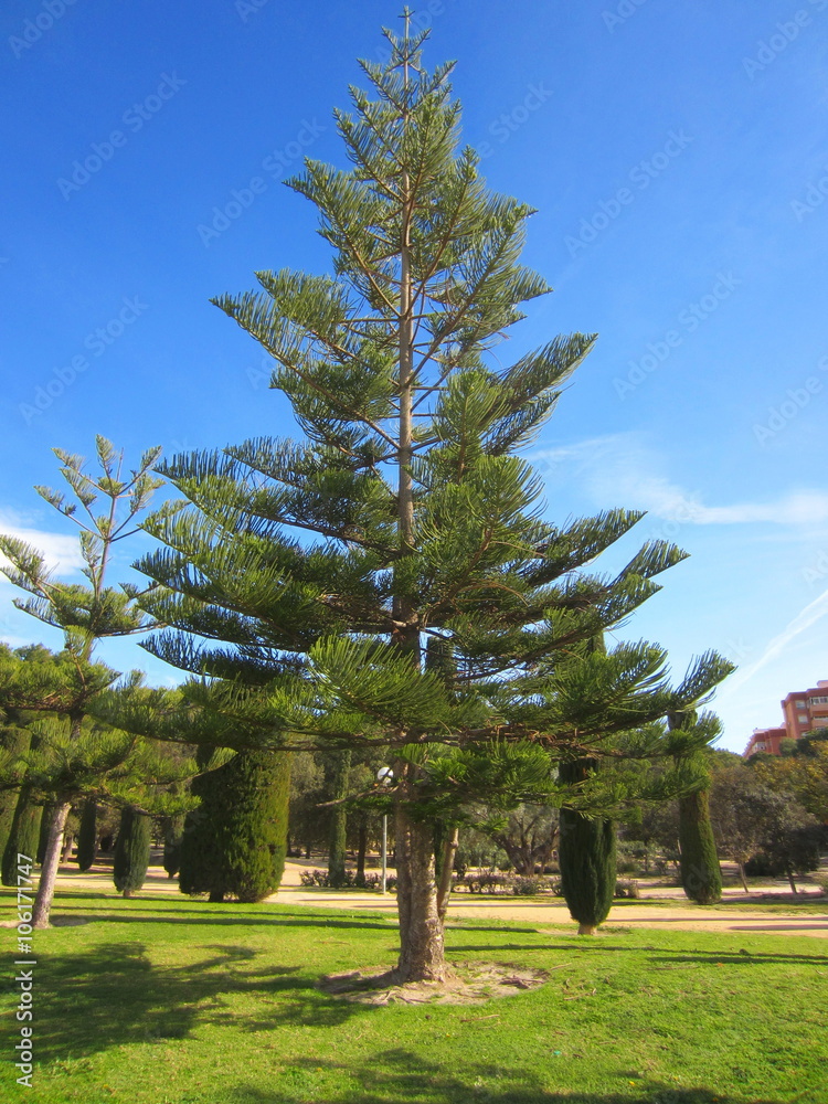 Norfolk Island Pine in park
