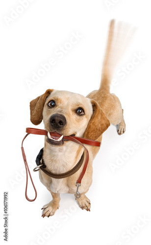 Quadro em tela Dog Going For Walk Wagging Tail