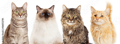 Four Happy Cats Website Banner