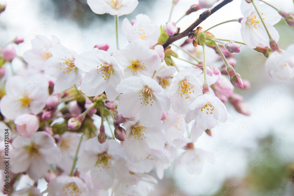 桜(ソメイヨシノ) 桜(ソメイヨシノ)