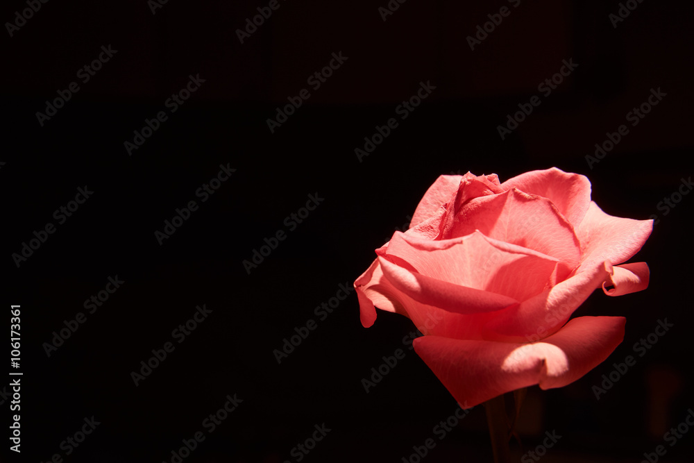 薔薇の花 スポットライト Stock Photo Adobe Stock