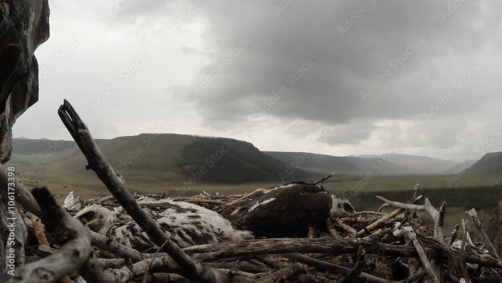 Two Eagles Teen Asleep in the Nest on a Cliff Top Two Eagles Teen Asleep in the Nest on a Cliff Top