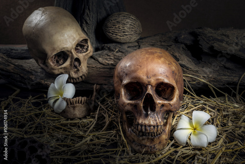 still life couple human skull with Plumeria Flower and hay