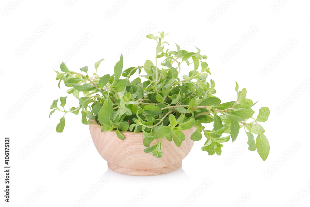 fresh Oregano herb on white background fresh Oregano herb on white background