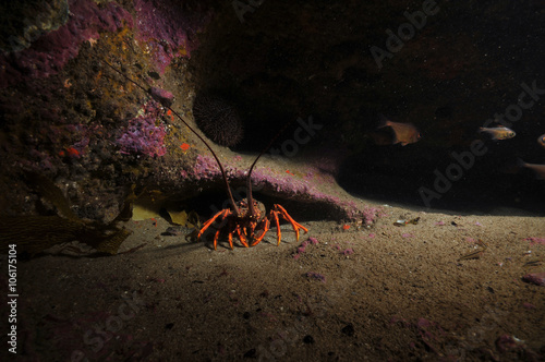 Lone southern rock lobster Jasus edwardsii in darkness of crevice.