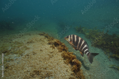 Red moki Cheilodactylus spectabilis above flat bottom partly covered with short brown algae. photo