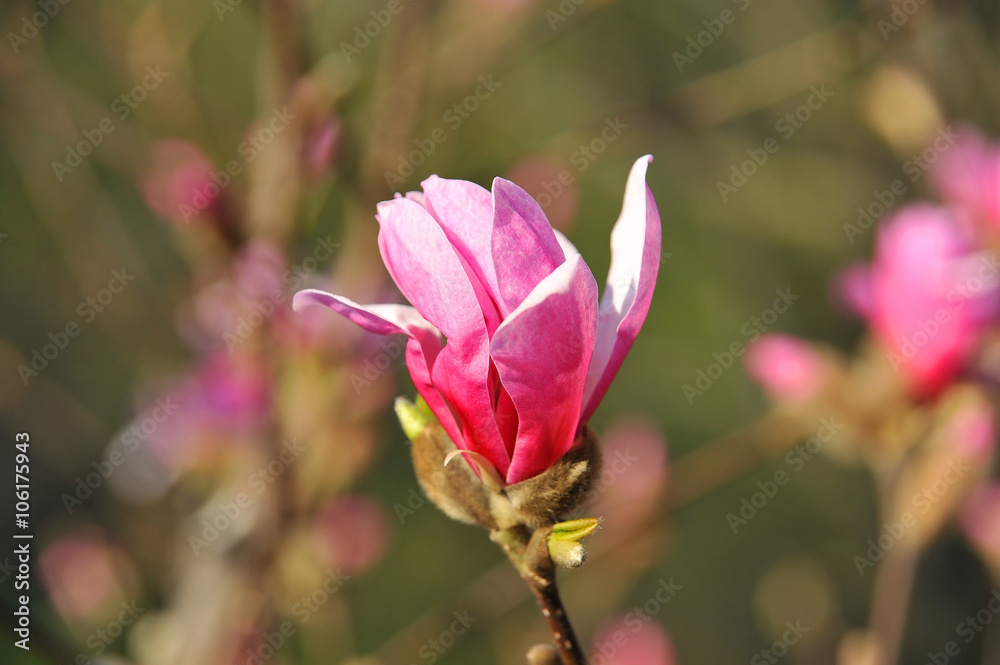 Pink magnolia blossom Pink magnolia blossom
