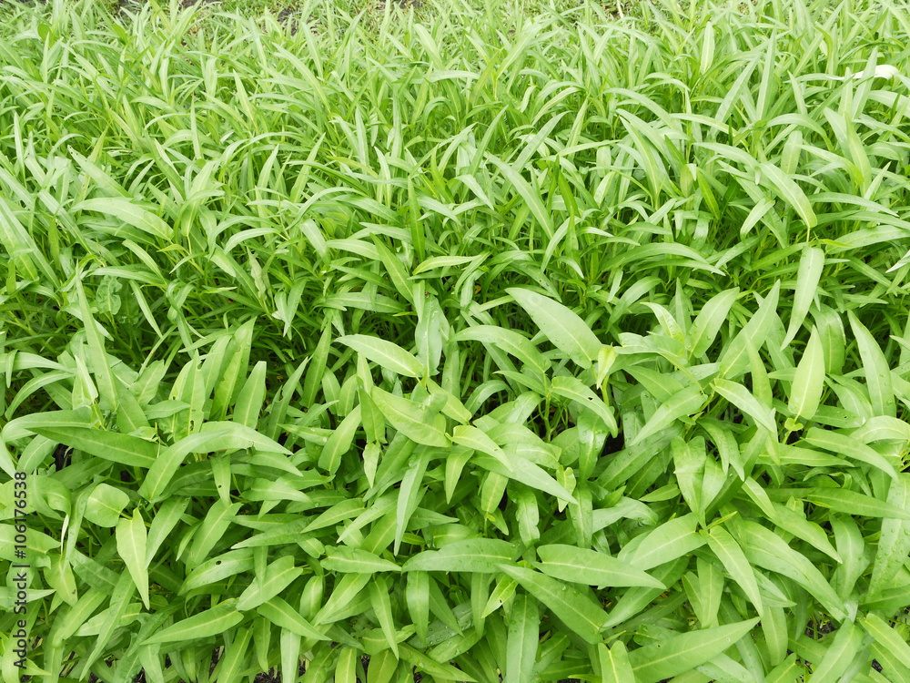 Swamp Morning Glory growing in a row Swamp Morning Glory growing in a row