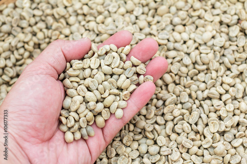 Many green coffee beans on hand. Coffee beans on a palm. 