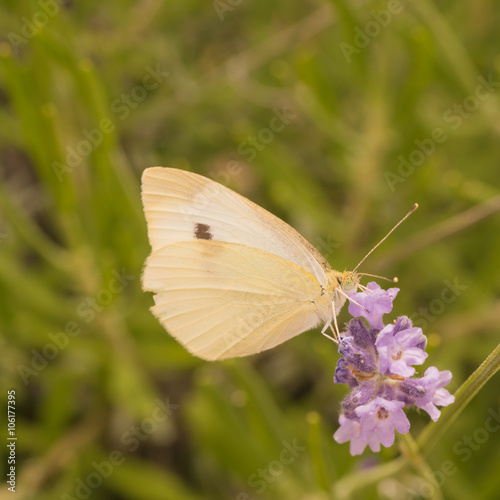 Cabbage Butterfly