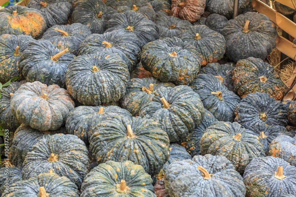Green pumpkin, Pumpkin in the fruit market Green pumpkin, Pumpkin in the fruit market