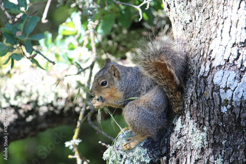 Grass Snack For Squirrel 