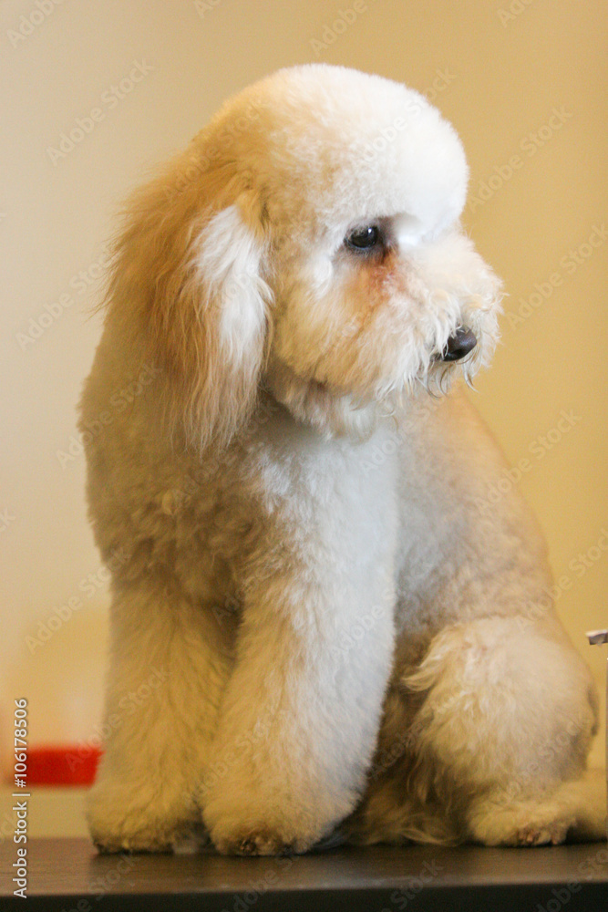 White Poodle dog