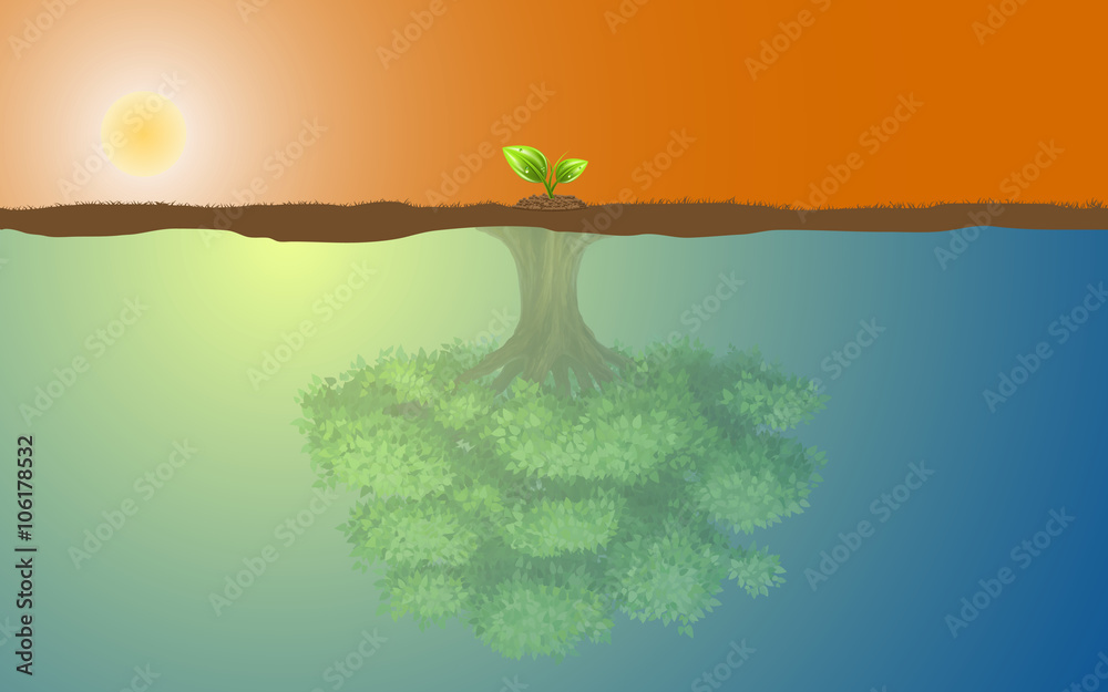 Sapling and big tree reflection