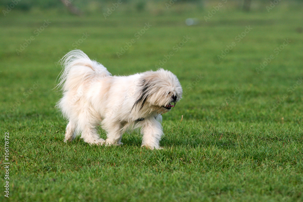 Pekingese dog