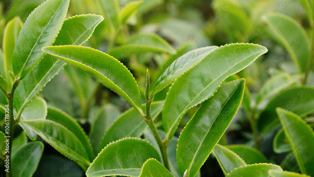 Green tea leaf with Plantation Green tea leaf with Plantation