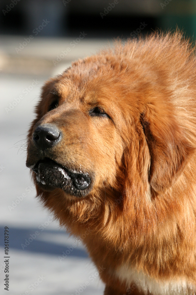 Tibetan Mastiff Dog Tibetan Mastiff Dog