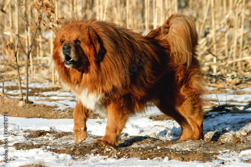 Obraz na płótnie Tibetan Mastiff Dog