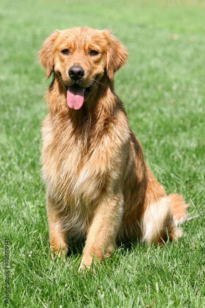 Golden Retriever dog