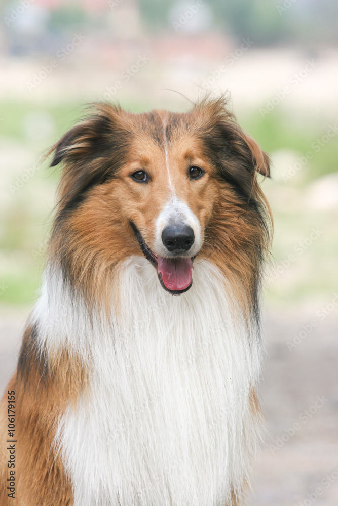 Scotland shepherd dog