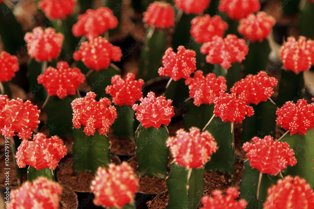 Cactus with red head bud, Selective focus for background. Cactus with red head bud, Selective focus for background.