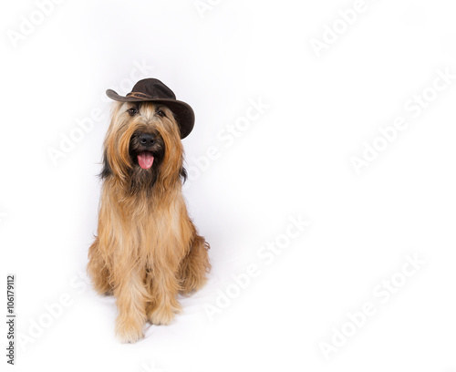 Big French shepherd dog in a cowboy hat is sitting  on a white background