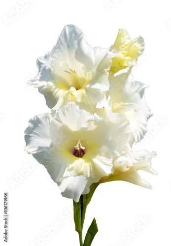 White lily flower background