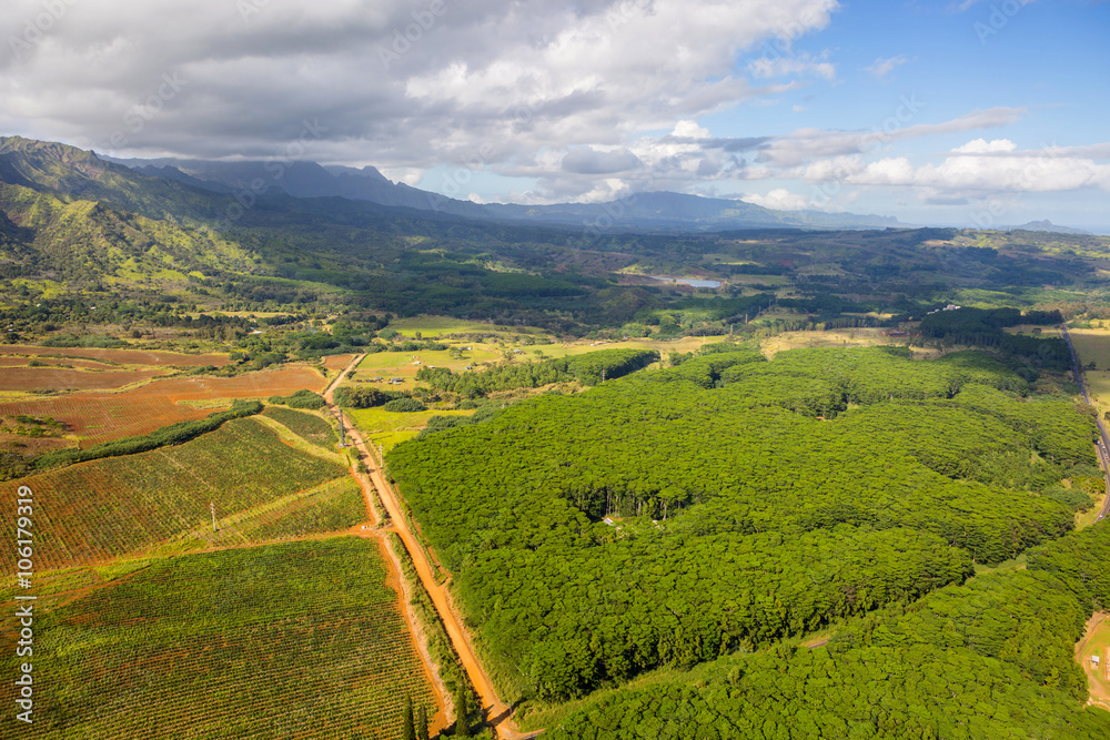 Aerial view of Kauai Koa trees