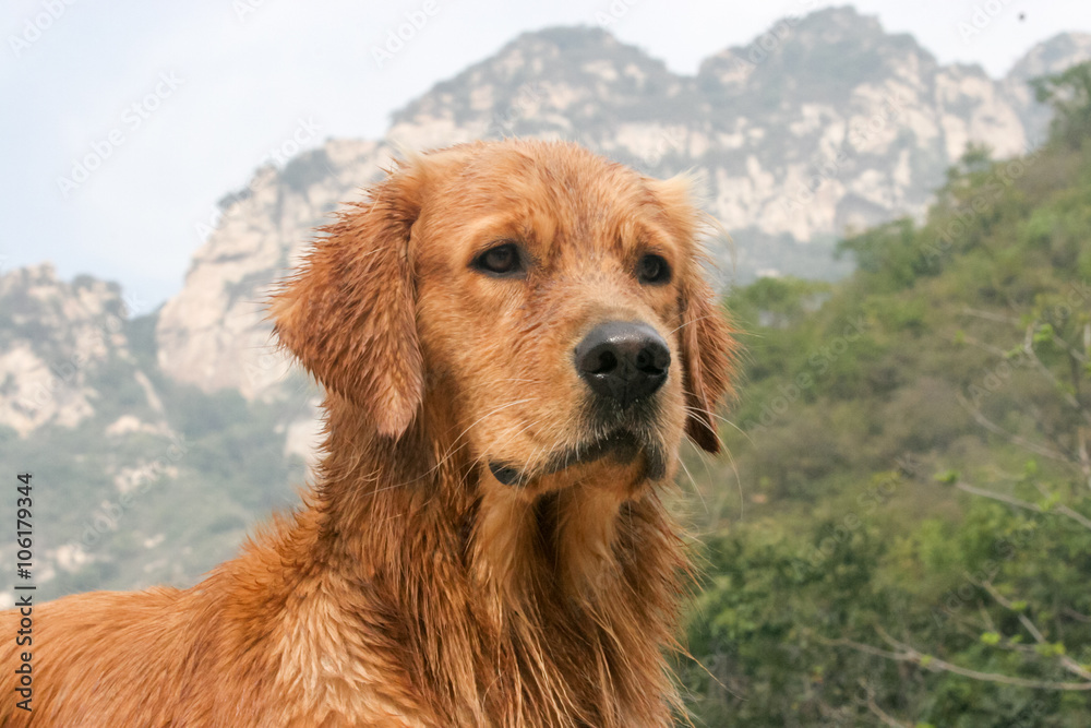 Golden Retriever dog