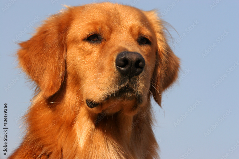 Golden Retriever dog Golden Retriever dog