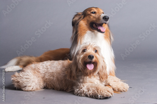 Mixed Cocker Spaniel and Rough Collie