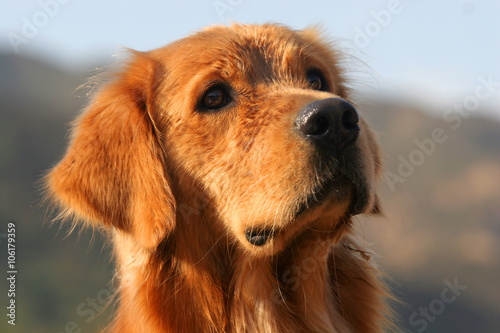 Golden Retriever dog