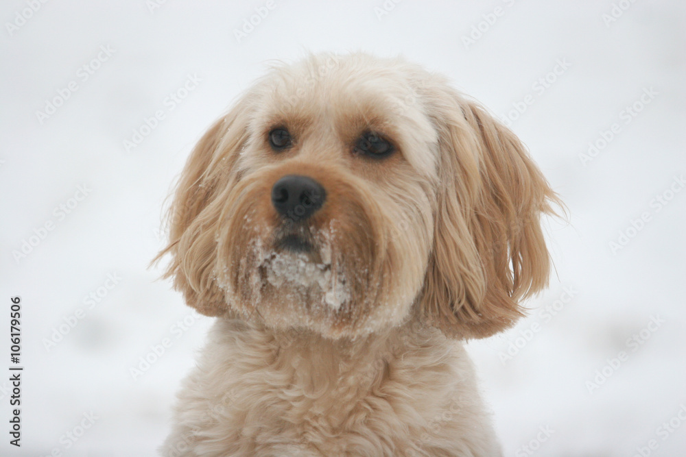 Mixed Cocker Spaniel