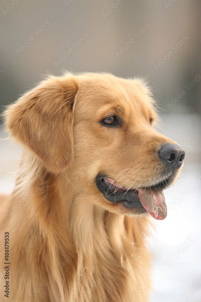 Golden Retriever dog