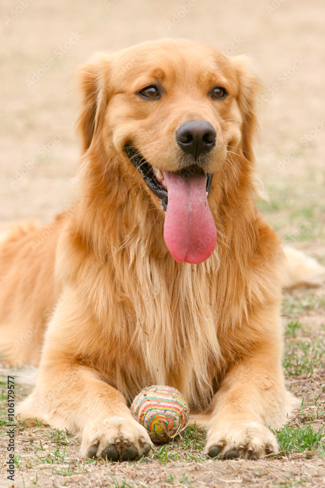 Golden Retriever dog