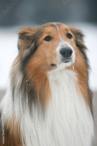 Scotland shepherd dog © Annie D