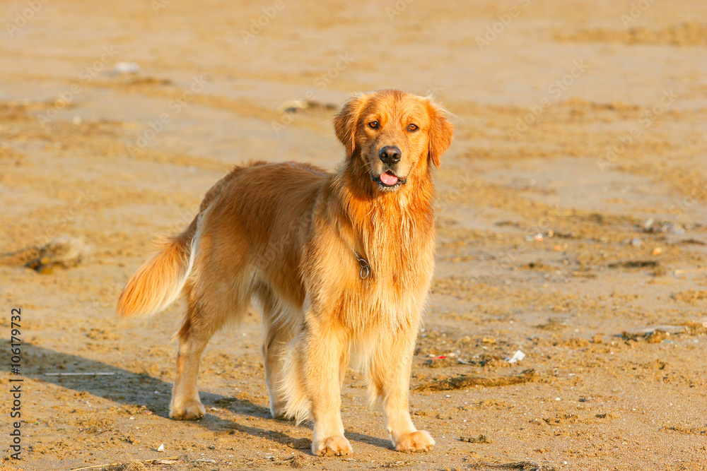 Golden Retriever dog