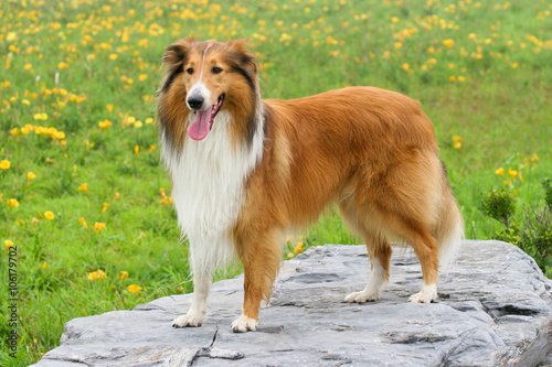 Scotland shepherd dog